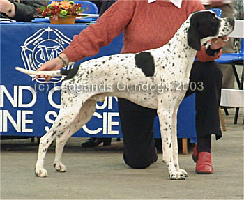 3rd Junior Dog
